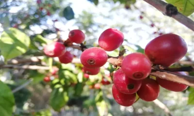 Pretenden abatir intermediarismo que afecta a productores en Hidalgo