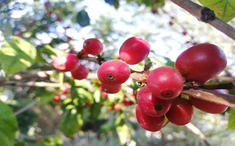 Pretenden abatir intermediarismo que afecta a productores en Hidalgo