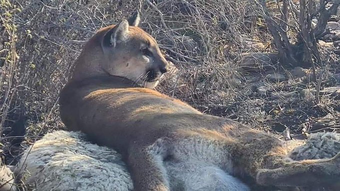 Puma devora ovejas en Ixmiquilpan Hidalgo